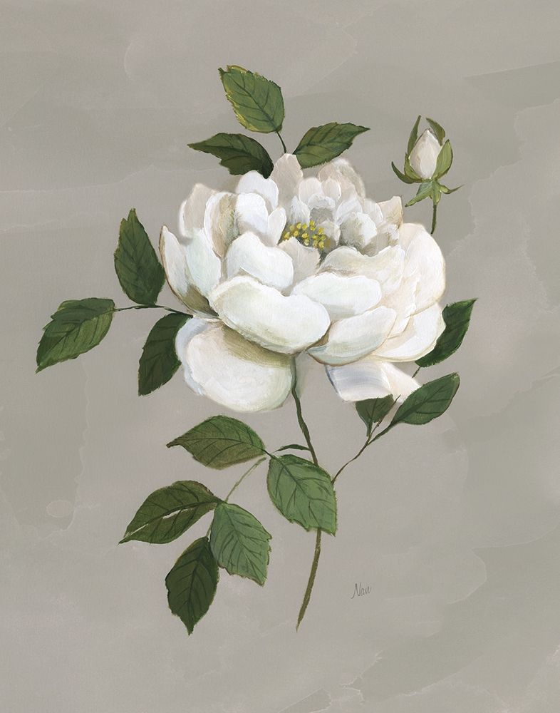 Wall Art Painting id:283037, Name: Botanical Rose, Artist: Nan