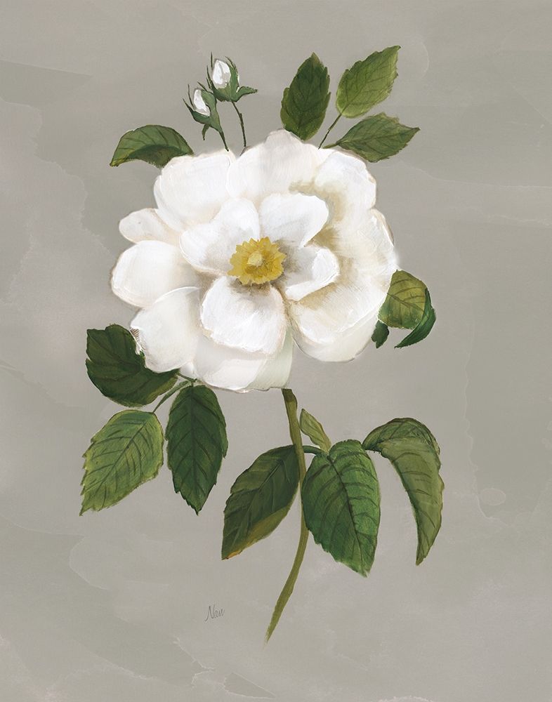 Wall Art Painting id:283038, Name: Botanical Garden Rose, Artist: Nan