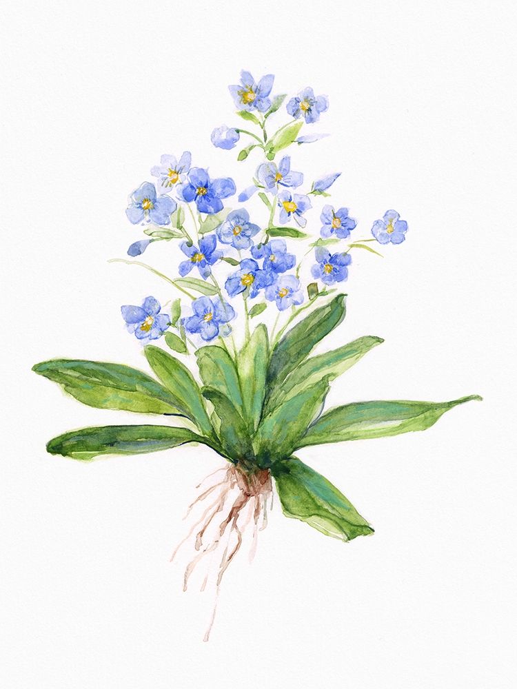 Wall Art Painting id:410297, Name: Garden Botanical I, Artist: Swatland, Sally