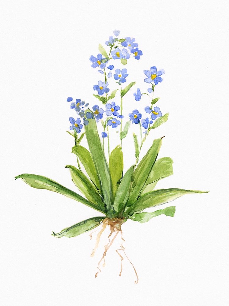 Wall Art Painting id:410298, Name: Garden Botanical II, Artist: Swatland, Sally