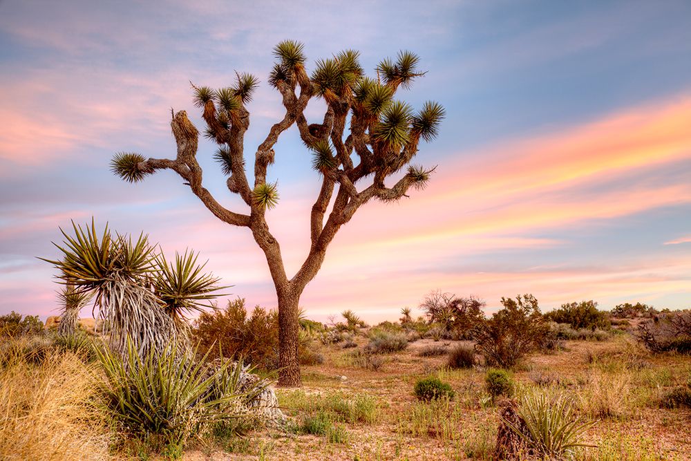 Wall Art Painting id:674026, Name: Joshua Tree Sunrise, Artist: Delimont, Danita