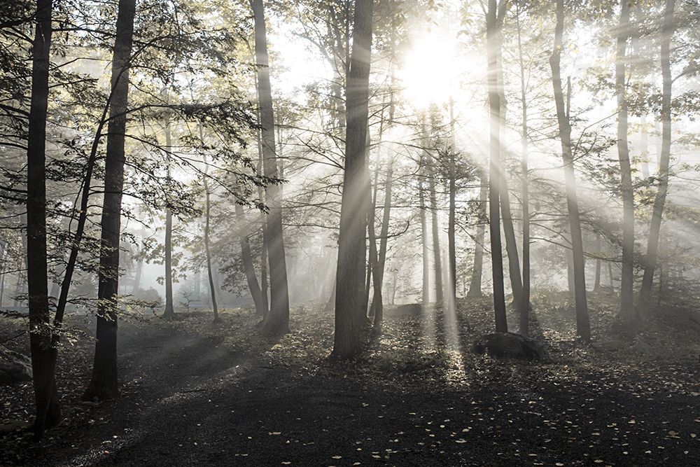 Wall Art Painting id:731587, Name: Sunrise, Artist: Foulke, Doug