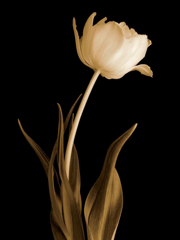 Similar wall art painting: 11150