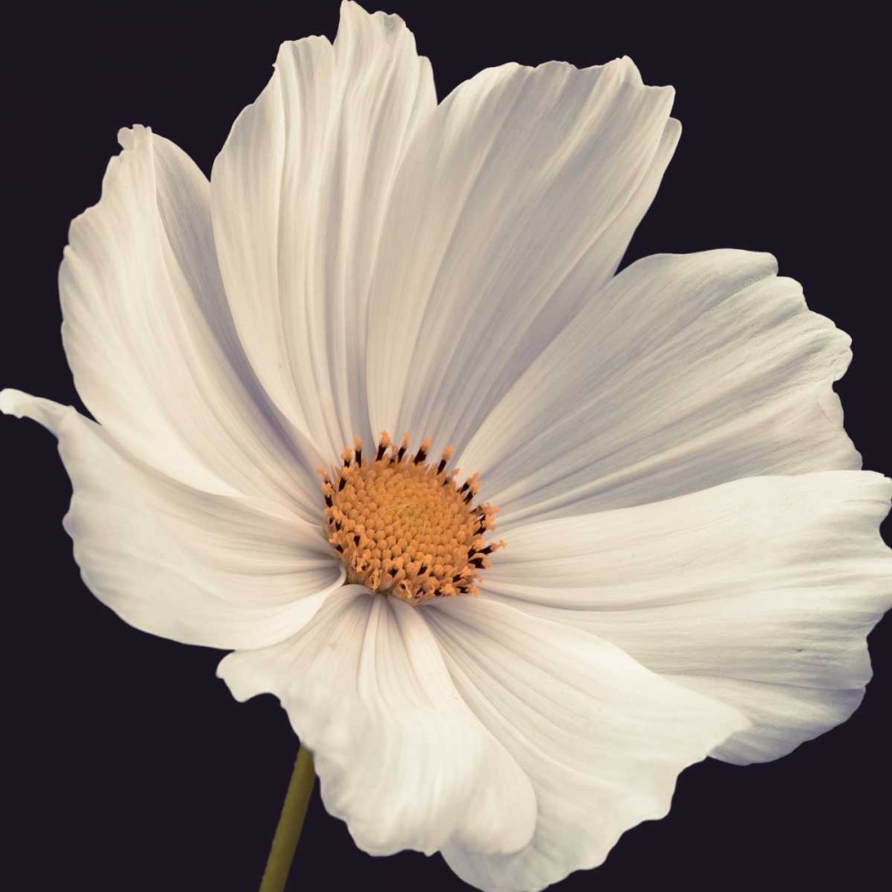 Similar wall art painting: 36125