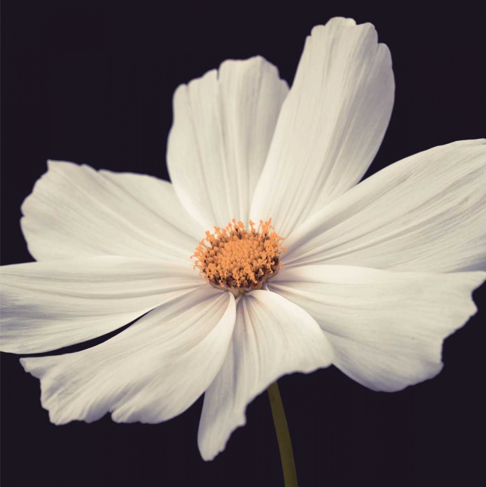 Similar wall art painting: 36126