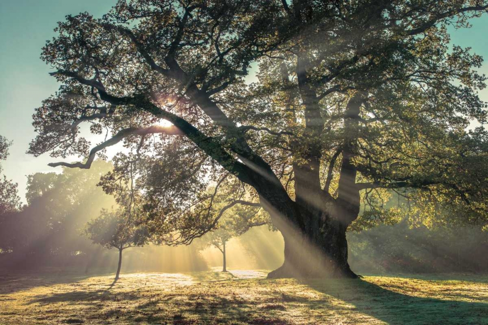 Similar wall art painting: 36385