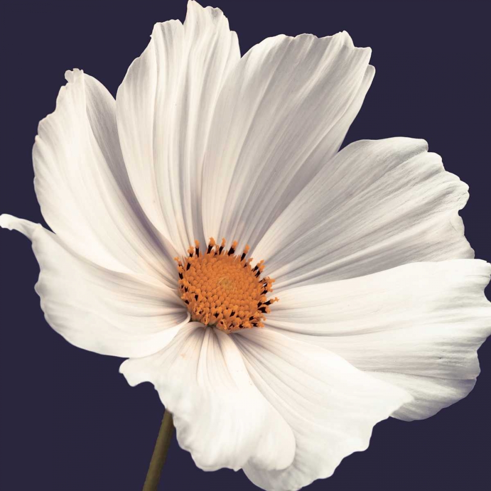 Similar wall art painting: 36464