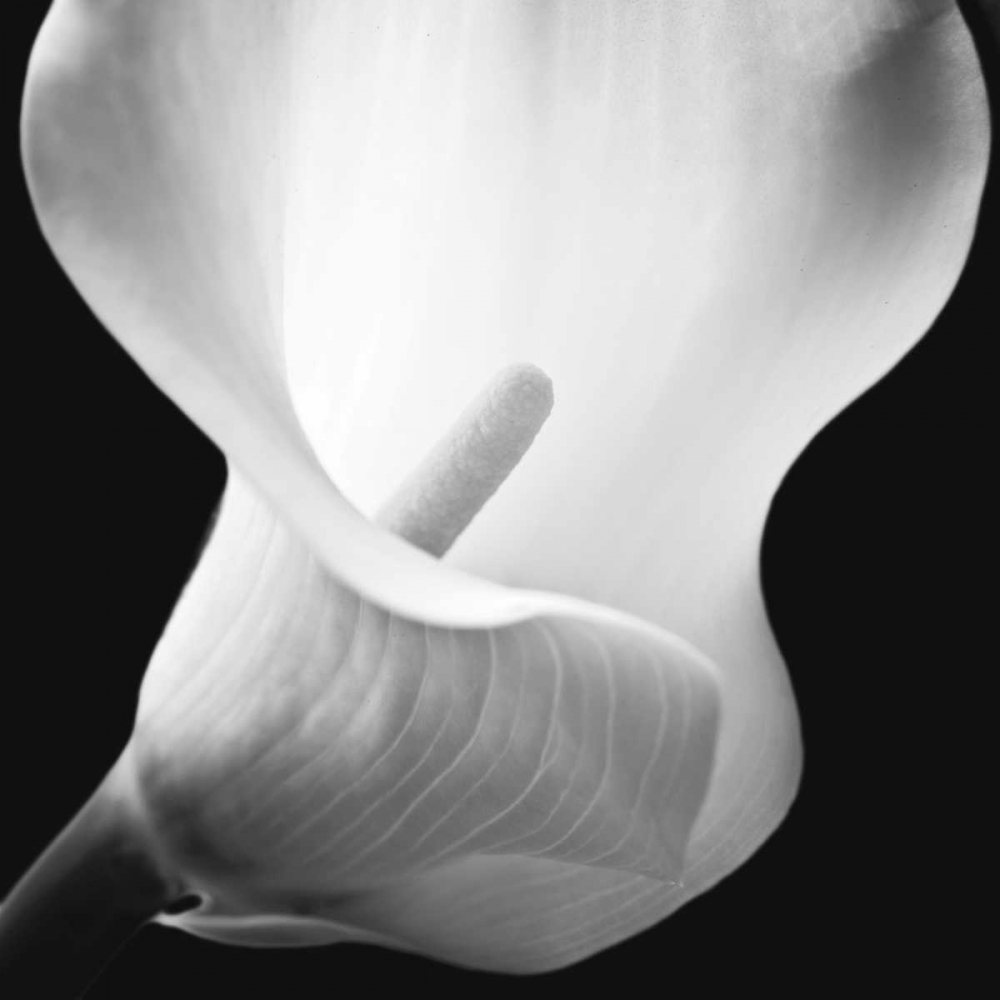 Similar wall art painting: 36476