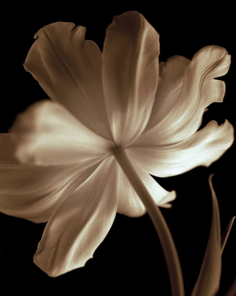 Similar wall art painting: 11690