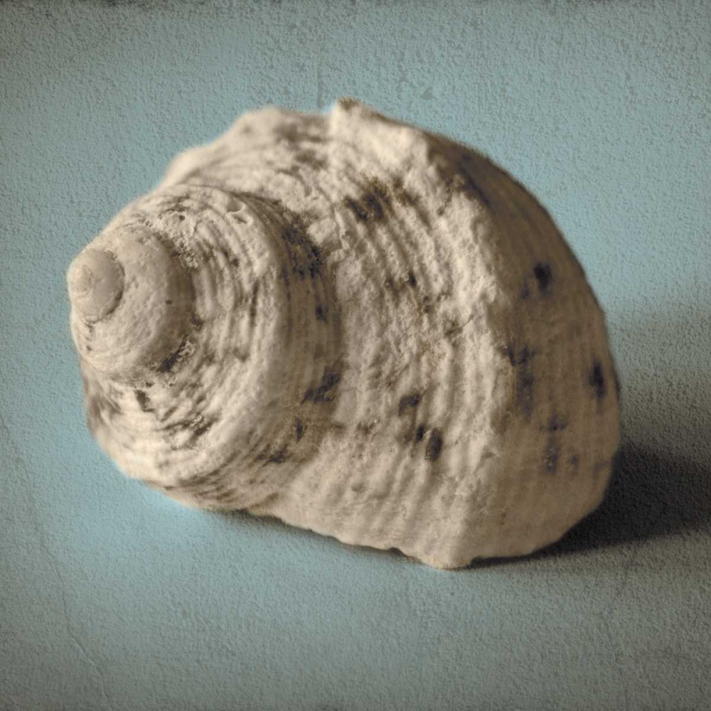 Wall Art Painting id:36726, Name: Seashell Study I, Artist: Jacks, Heather