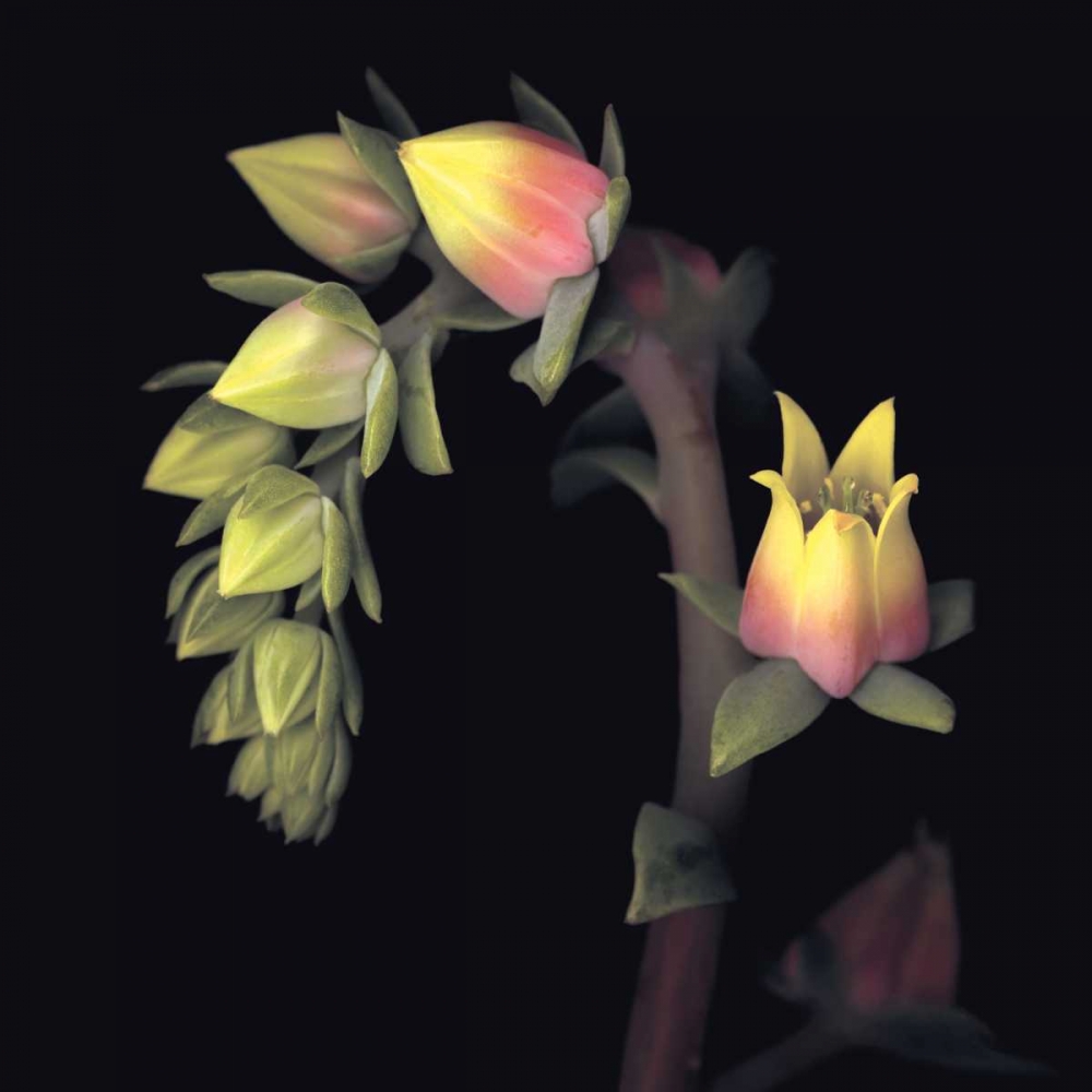 Similar wall art painting: 11516