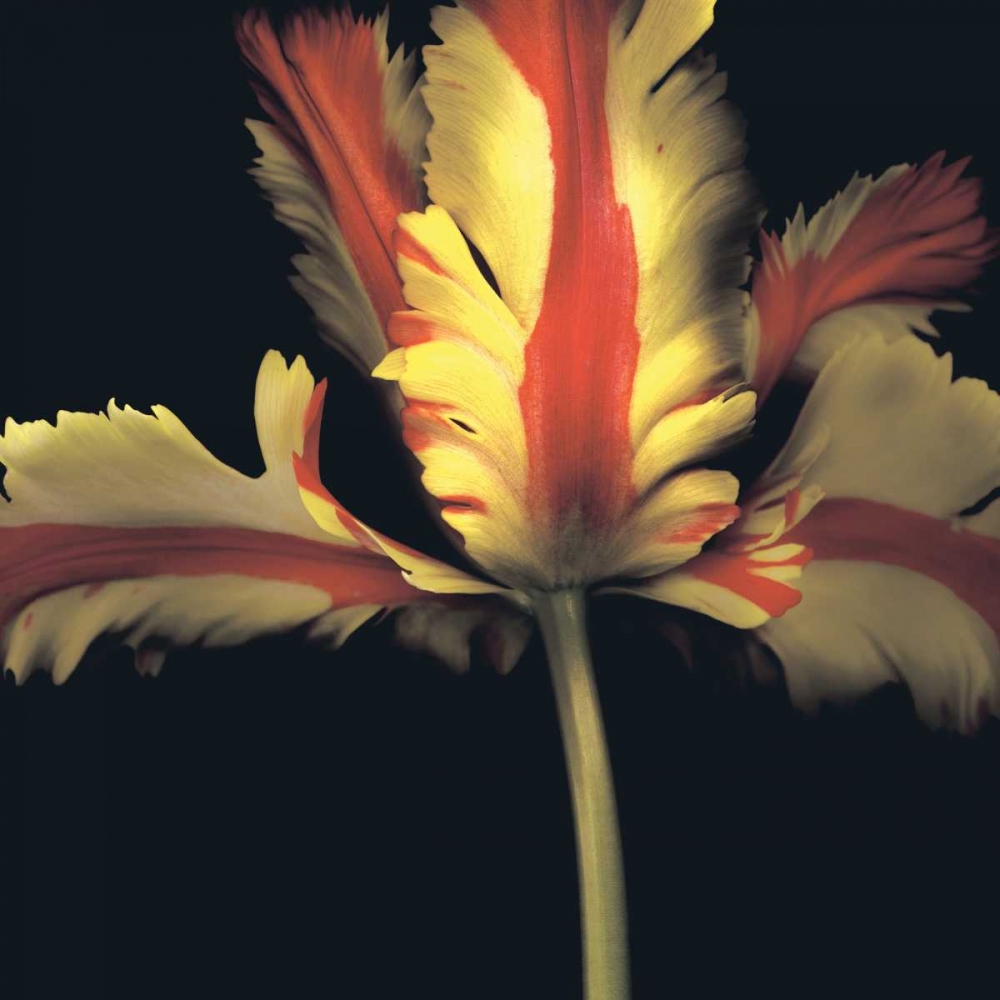 Wall Art Painting id:11517, Name: French Parrot Tulip, Artist: Levine, Andrew