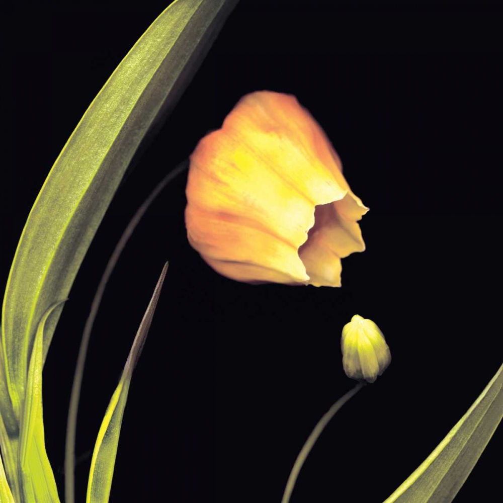 Similar wall art painting: 11518