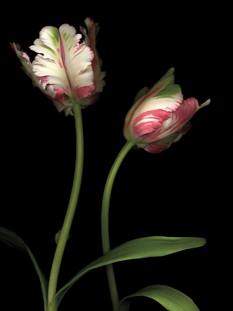 Wall Art Painting id:12377, Name: Parrot Tulips I, Artist: Levine, Andrew