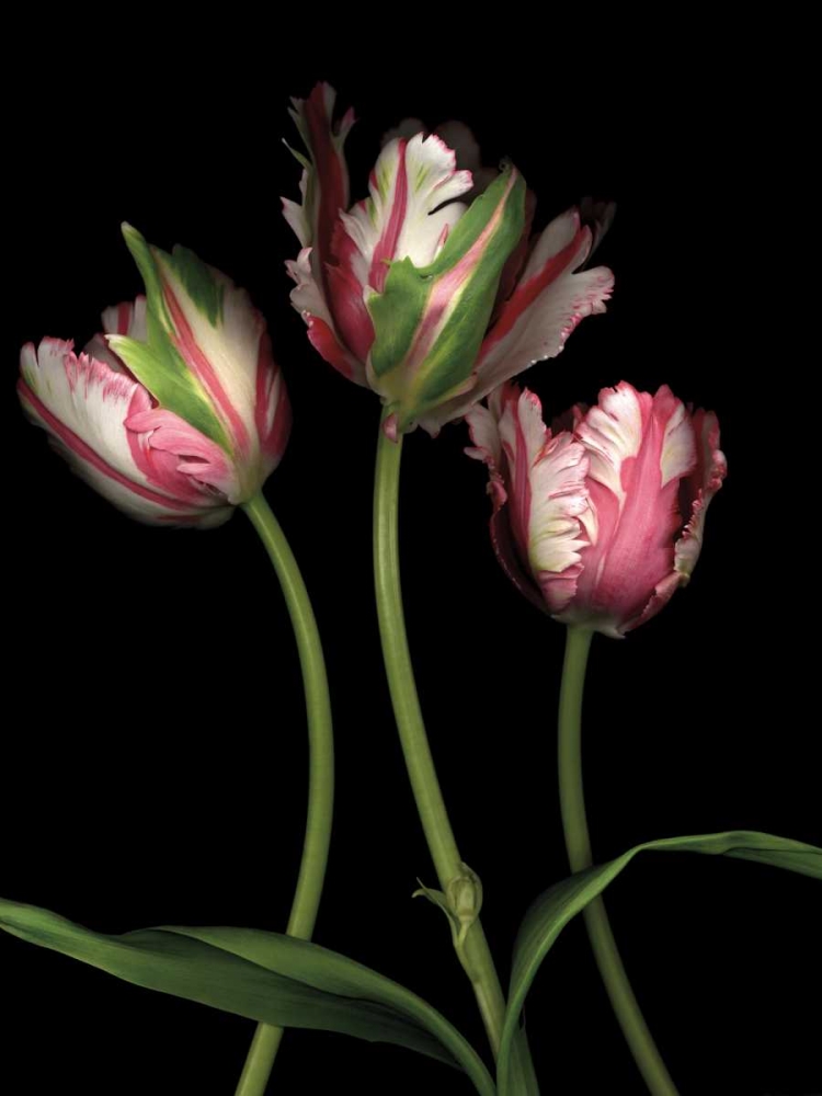 Wall Art Painting id:12378, Name: Parrot Tulips II, Artist: Levine, Andrew