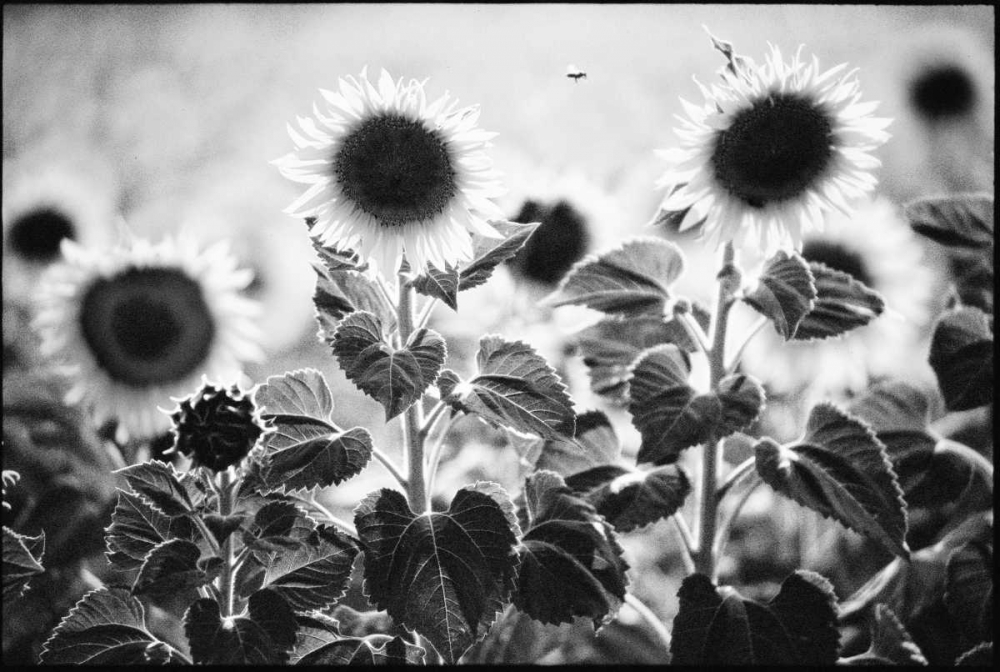 Similar wall art painting: 12326