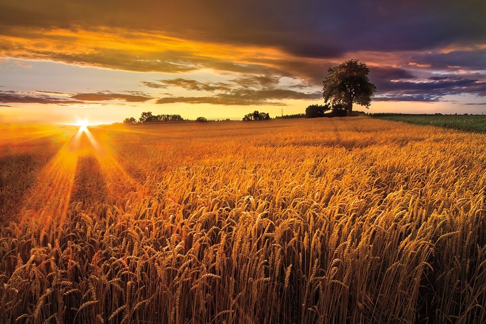 Wall Art Painting id:284665, Name: Sunlight On the Wheat Fields, Artist: Celebrate Life Gallery