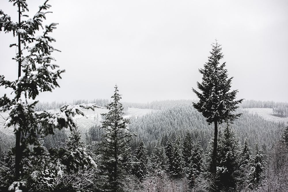 Wall Art Painting id:326662, Name: Winter in the Pacific Northwest Forest, Artist: Nature Magick