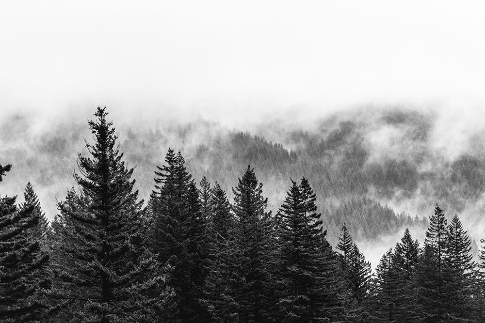 Wall Art Painting id:326663, Name: Clouds in the Forest Black and White, Artist: Nature Magick