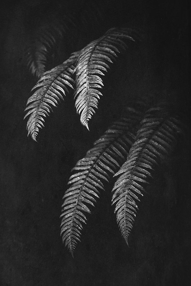 Wall Art Painting id:339420, Name: Black and White Forest Ferns II, Artist: Nature Magick
