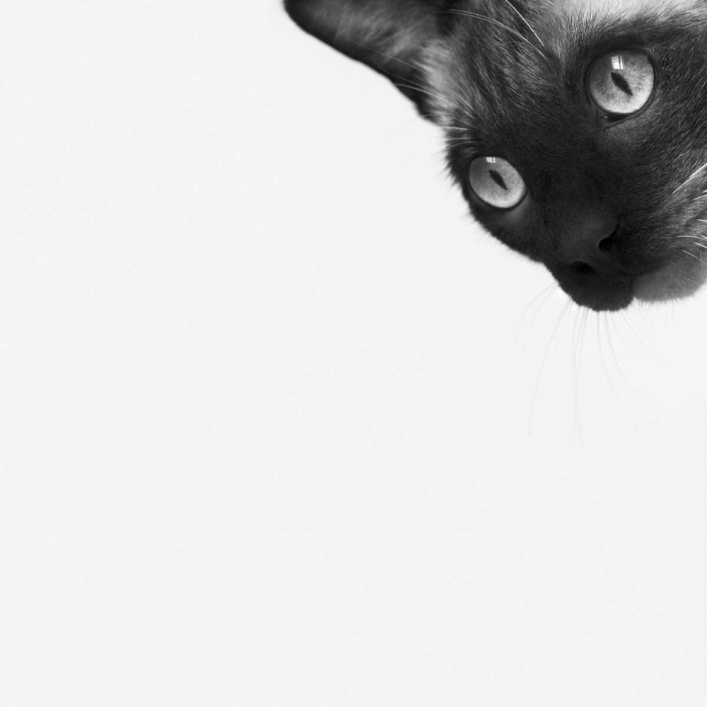 Similar wall art painting: 184393