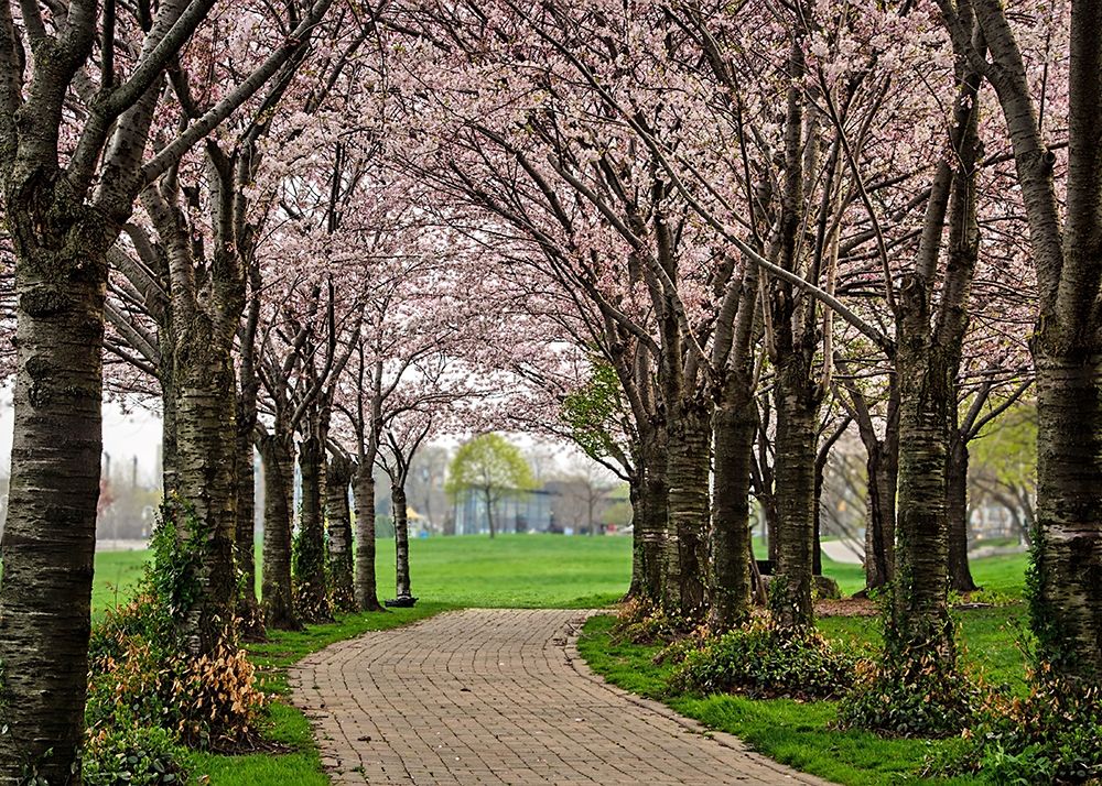 Wall Art Painting id:198892, Name: Cherry Blossom Path, Artist: Burdick, Chuck