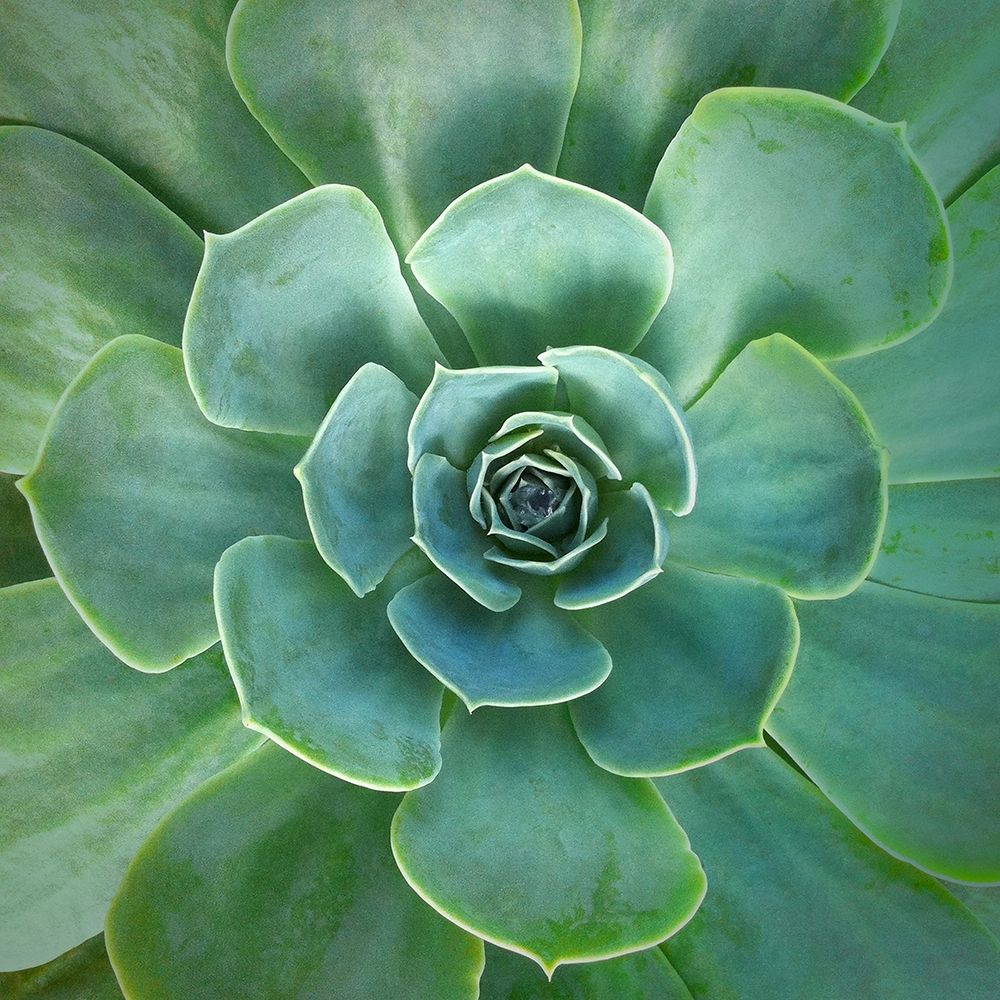 Wall Art Painting id:243833, Name: Glowing Succulent, Artist: Bell, Jan
