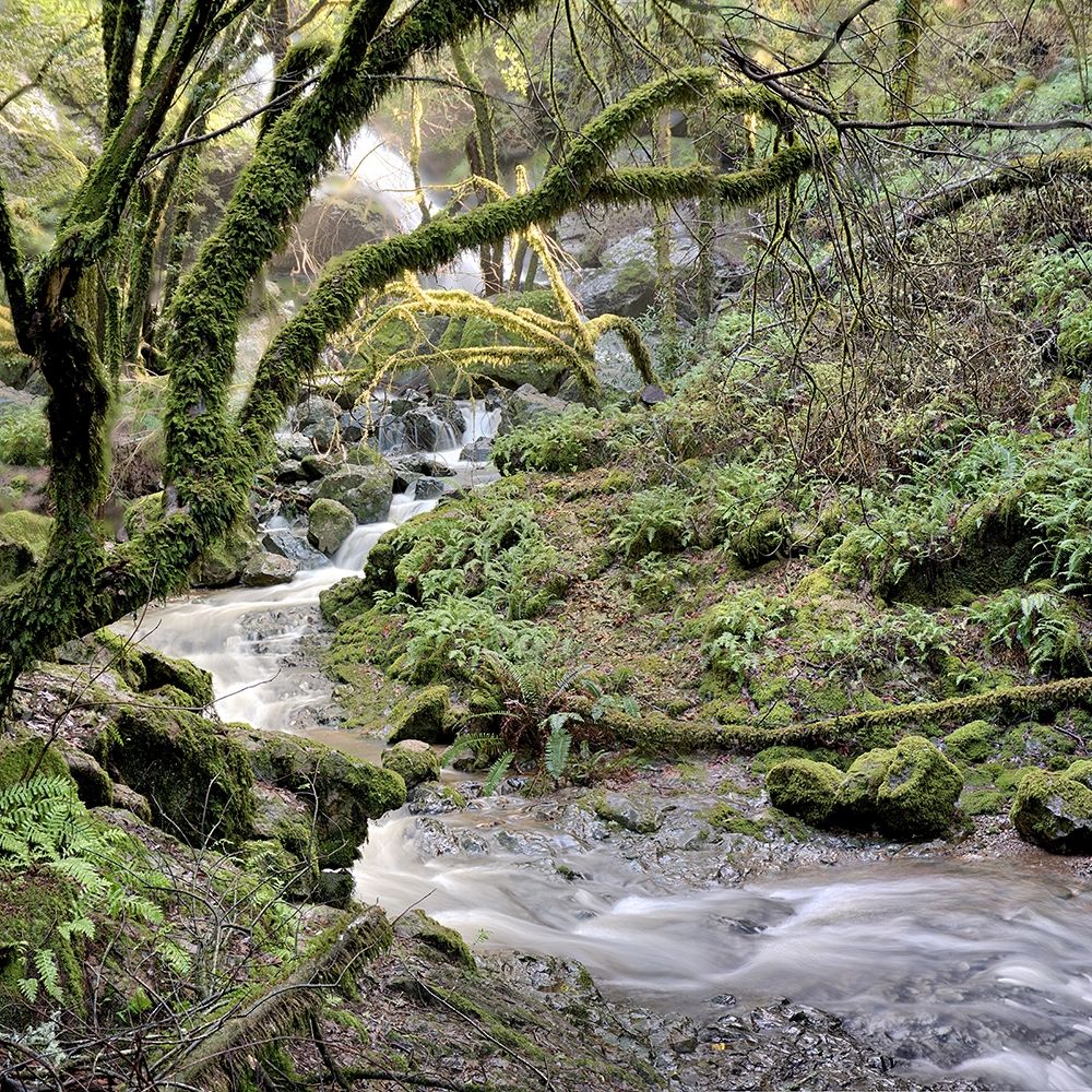 Wall Art Painting id:254812, Name: Canyon Falls No. 6, Artist: Blaustein, Alan