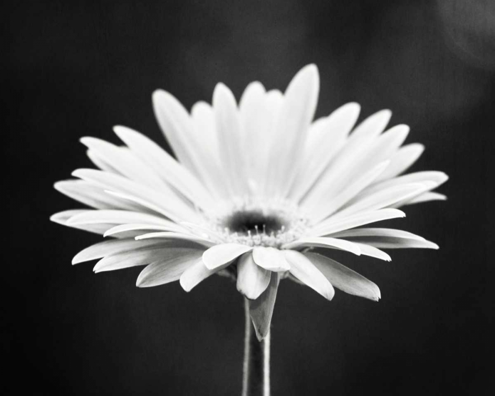 Similar wall art painting: 13679