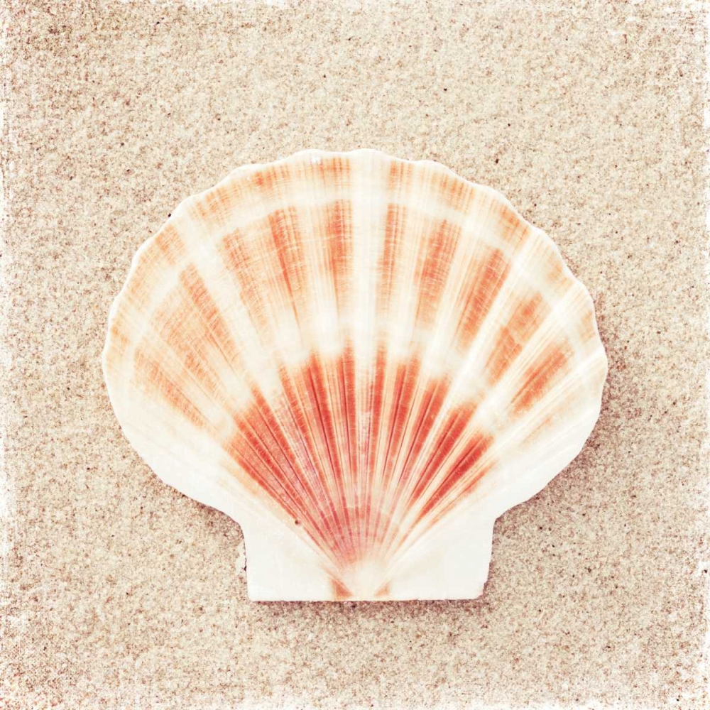 Wall Art Painting id:13700, Name: Scallop Shell, Artist: Cochrane, Carolyn