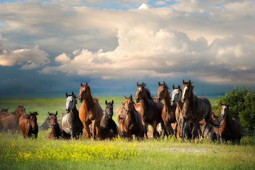 Wall Art Painting id:488898, Name: Running Free II, Artist: Dearing, Lisa