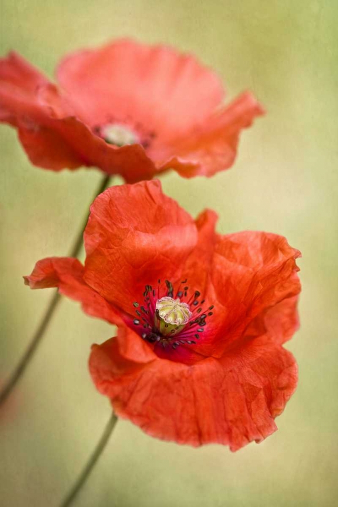Wall Art Painting id:32810, Name: Papaver Passion, Artist: Disher, Mandy