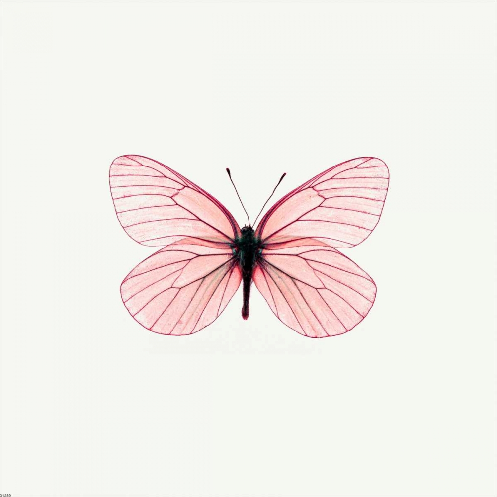 Wall Art Painting id:140153, Name: Pink Butterfly, Artist: PhotoINC Studio