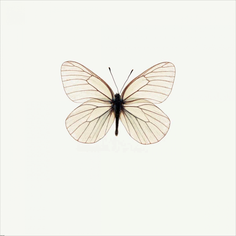 Wall Art Painting id:140211, Name: White Butterfly, Artist: PhotoINC Studio