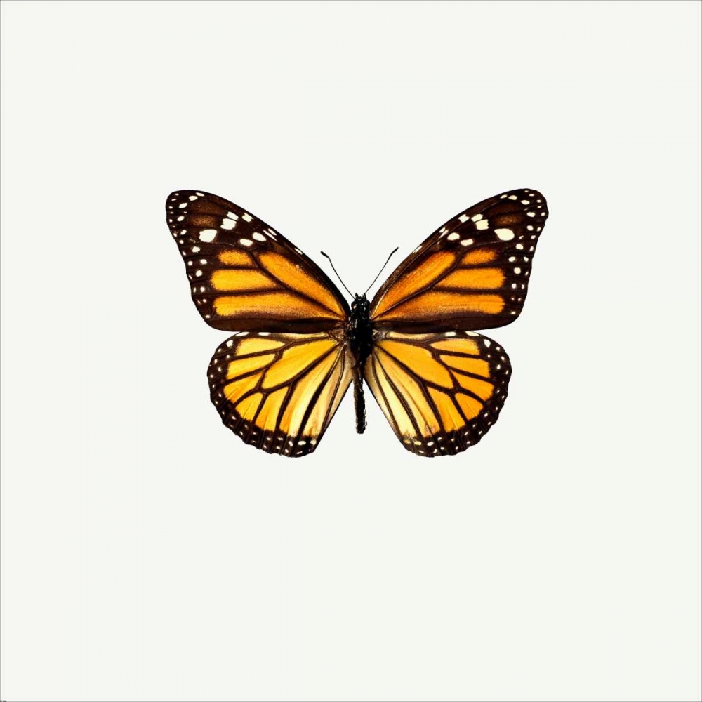 Wall Art Painting id:140221, Name: Yellow Butterfly, Artist: PhotoINC Studio