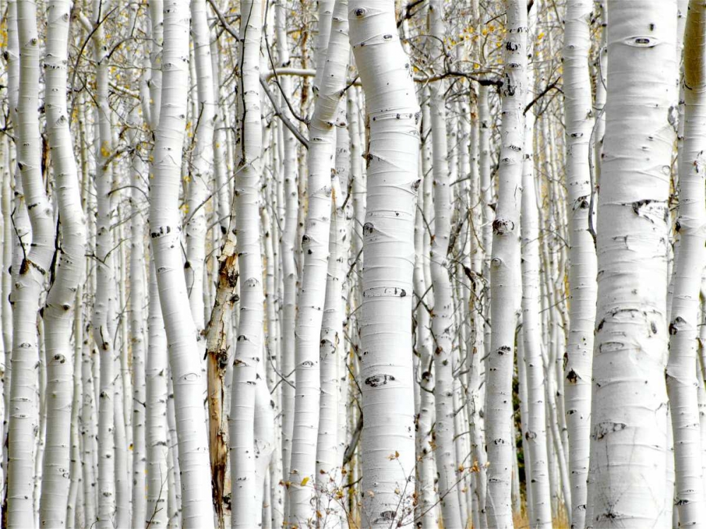 Wall Art Painting id:140102, Name: Birch Wood, Artist: PhotoINC Studio