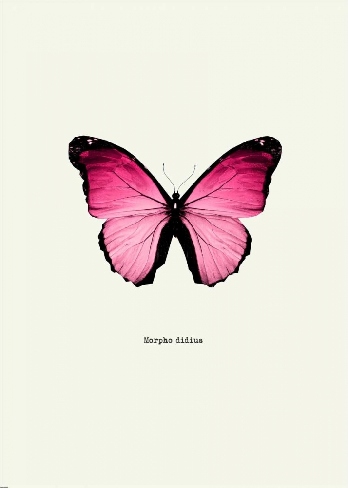 Wall Art Painting id:139910, Name: Pink Butterfly, Artist: GraphINC