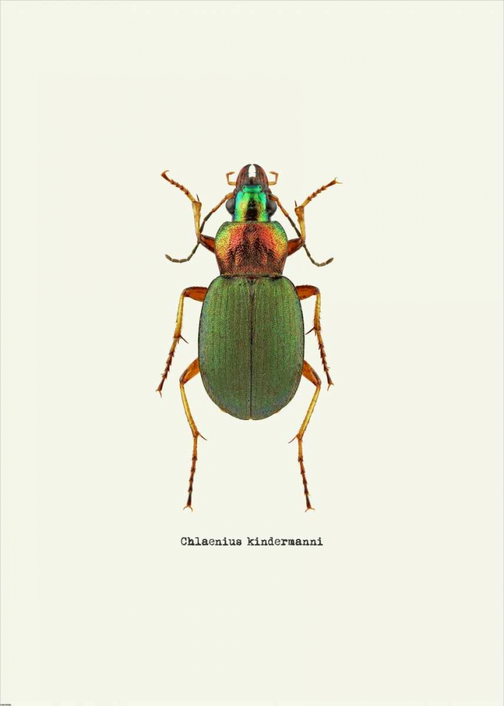 Wall Art Painting id:139845, Name: Beetle Green, Artist: GraphINC
