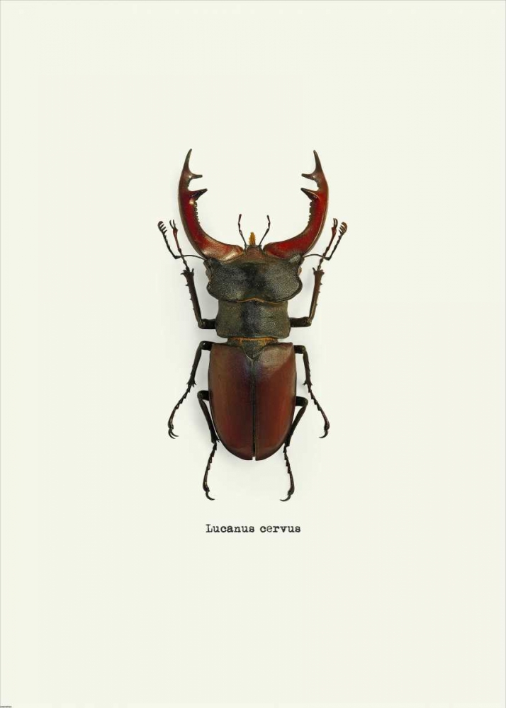 Wall Art Painting id:139847, Name: Beetle Red, Artist: GraphINC