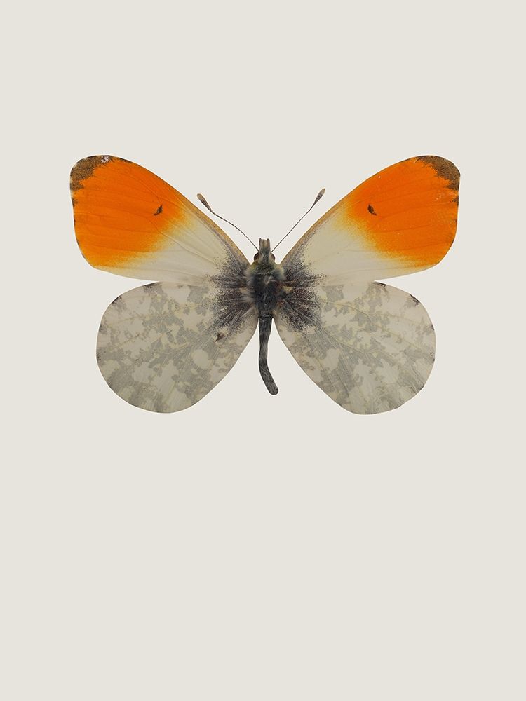 Similar wall art painting: 197343