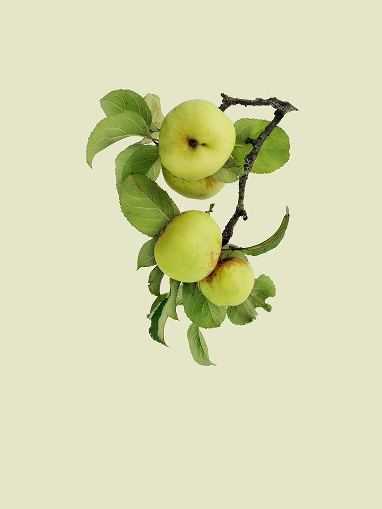 Wall Art Painting id:197345, Name: Apple tree I, Artist: Incado