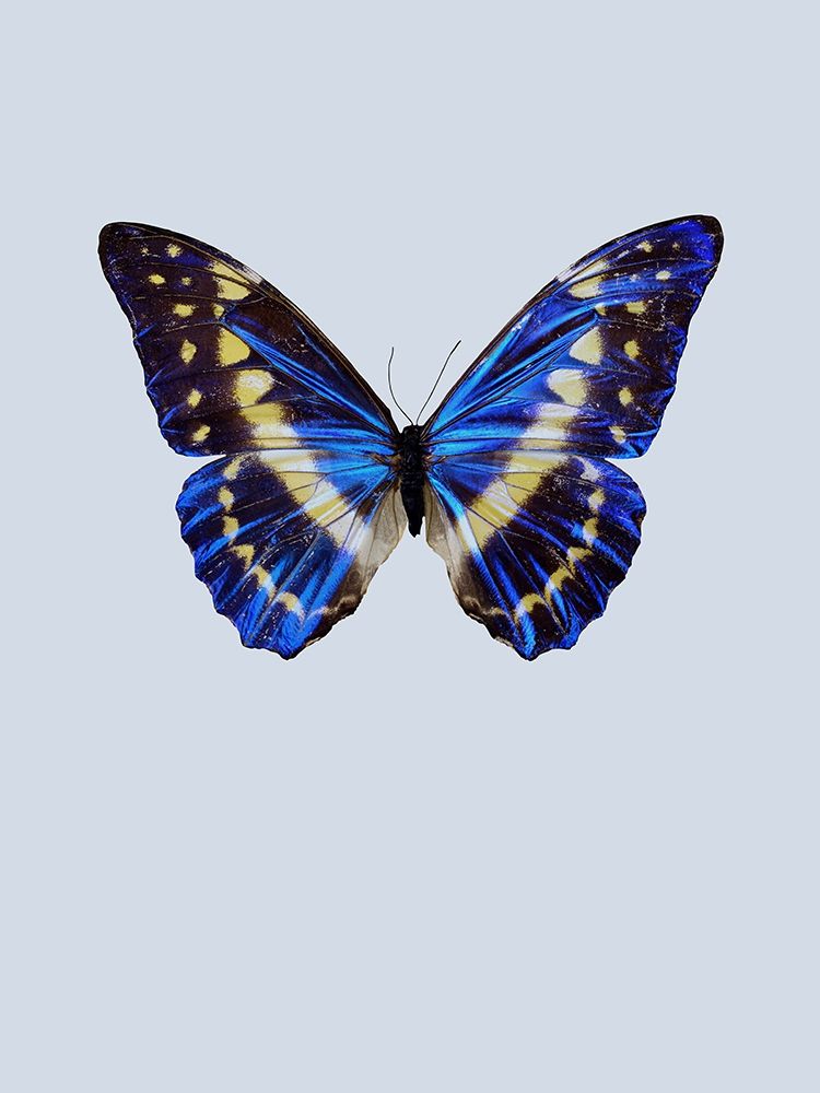 Wall Art Painting id:197350, Name: Blue Butterfly, Artist: Incado