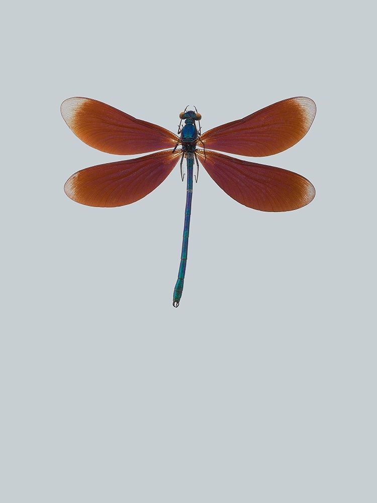 Wall Art Painting id:197380, Name: Dragonfly II, Artist: Incado