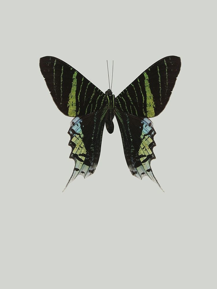 Wall Art Painting id:197408, Name: Green butterfly, Artist: Incado