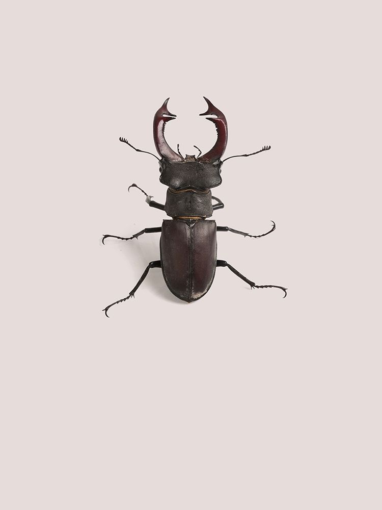 Wall Art Painting id:197422, Name: Lucanus cervus, Artist: Incado