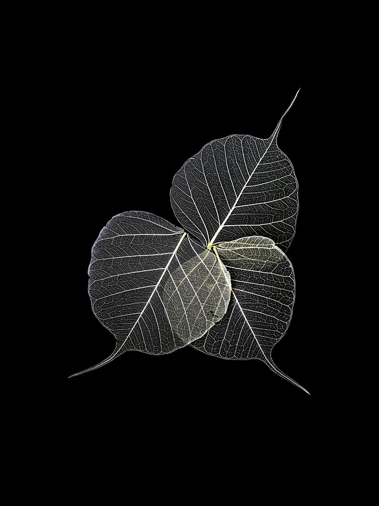 Wall Art Painting id:197376, Name: Dark Leaves, Artist: Incado