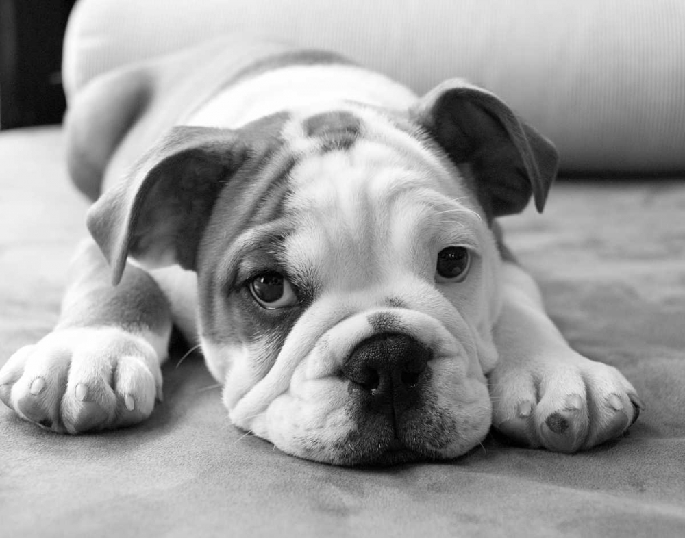 Similar wall art painting: 33035