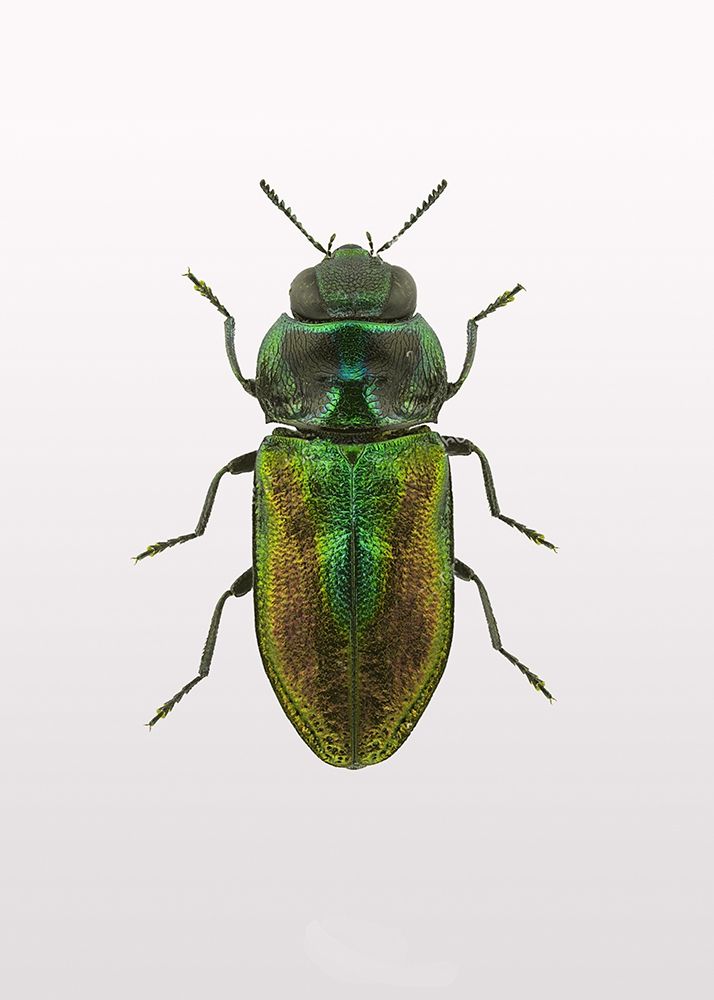 Wall Art Painting id:260642, Name: Beetle 1, Artist: Design Fabrikken