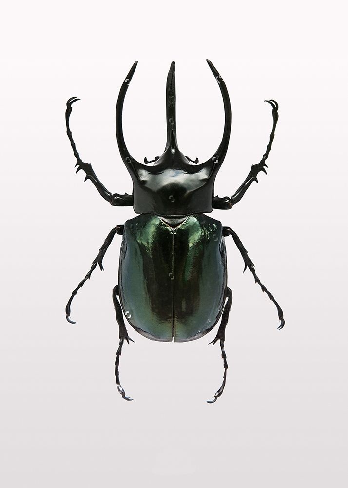 Wall Art Painting id:260643, Name: Beetle 2, Artist: Design Fabrikken