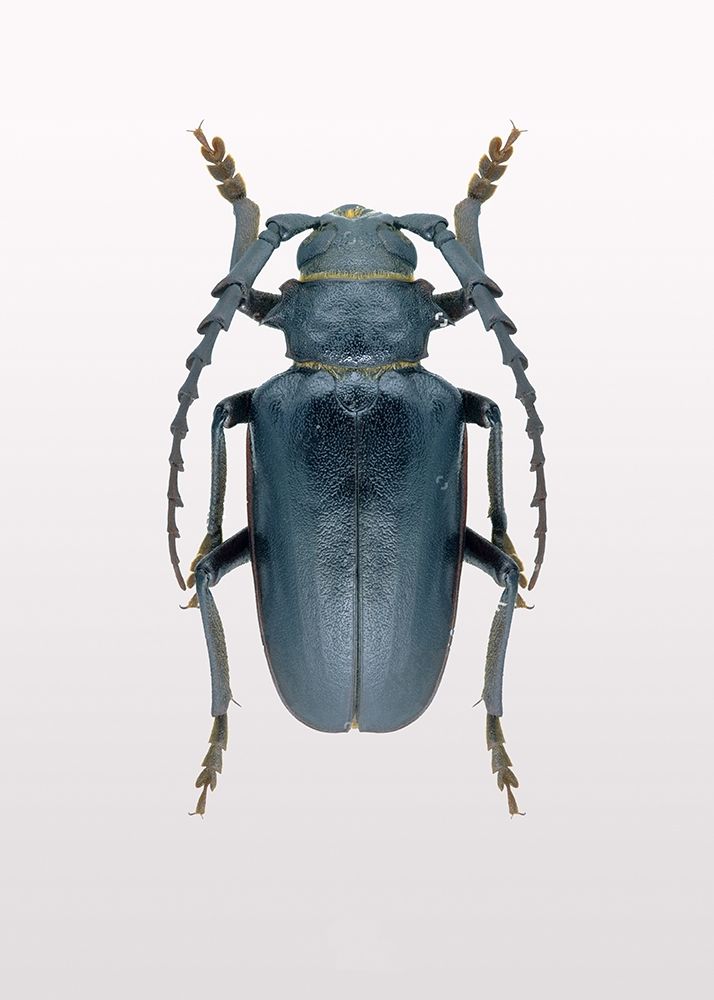 Wall Art Painting id:260644, Name: Beetle 3, Artist: Design Fabrikken